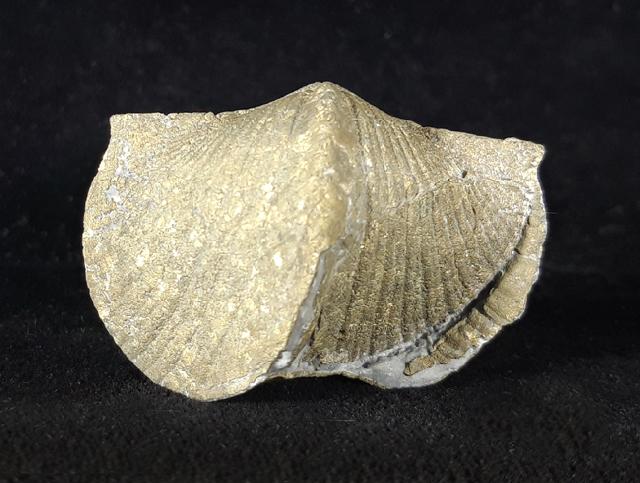 Paraspirifer bownockeri (STEWART 1927) - Bild © FossNet FossilienStore